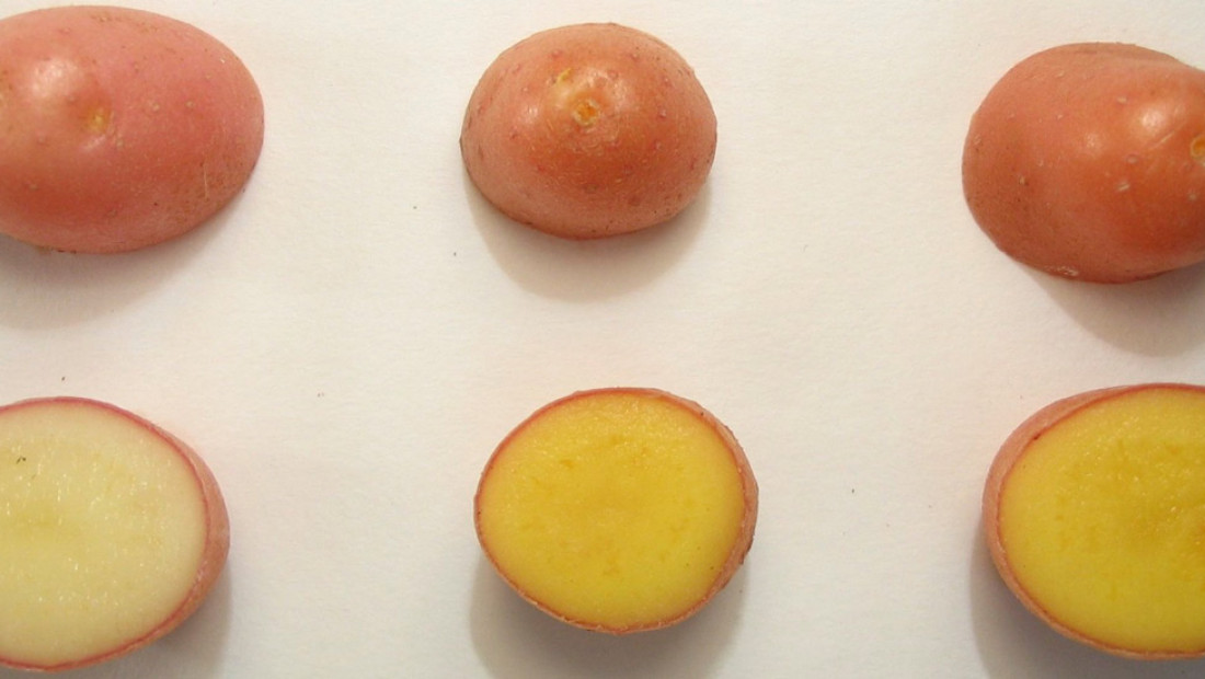 golden potatoes